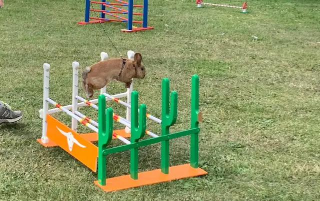 Kaninhop til kaninspringkonkurence
